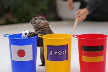 Rái cá dự đoán chính xác Nhật Bản đả bại Đức